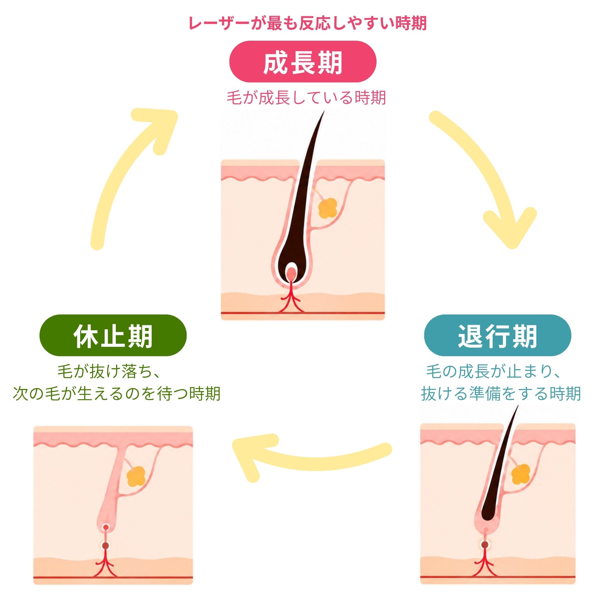 毛のサイクルと成長期を表す図