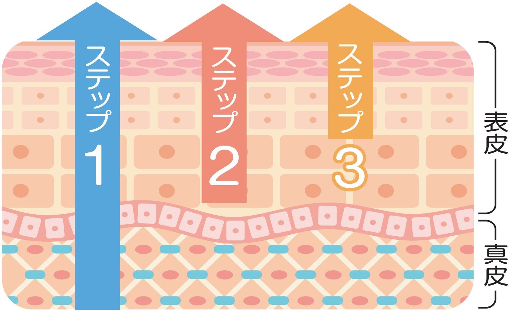 リバースピールのイメージ画像